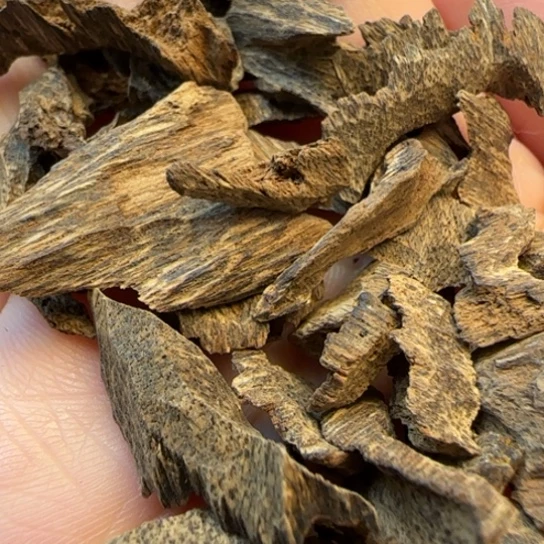 摆件沉香海南鸡母虫6克