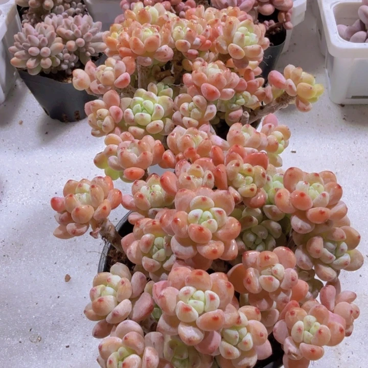 樱花罗琦十厘米盆超级美