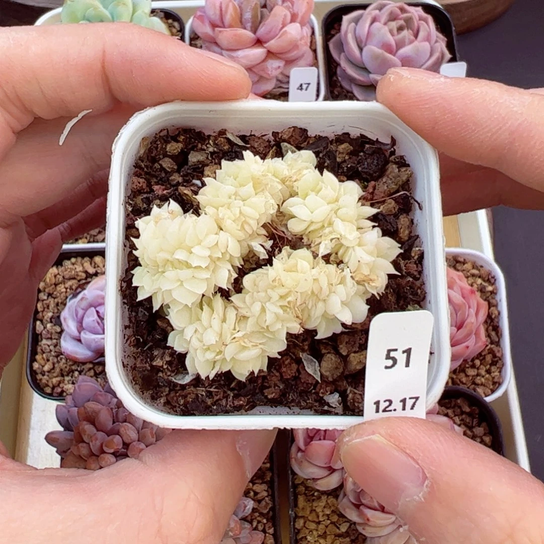 好好看51、哈哈哈哈