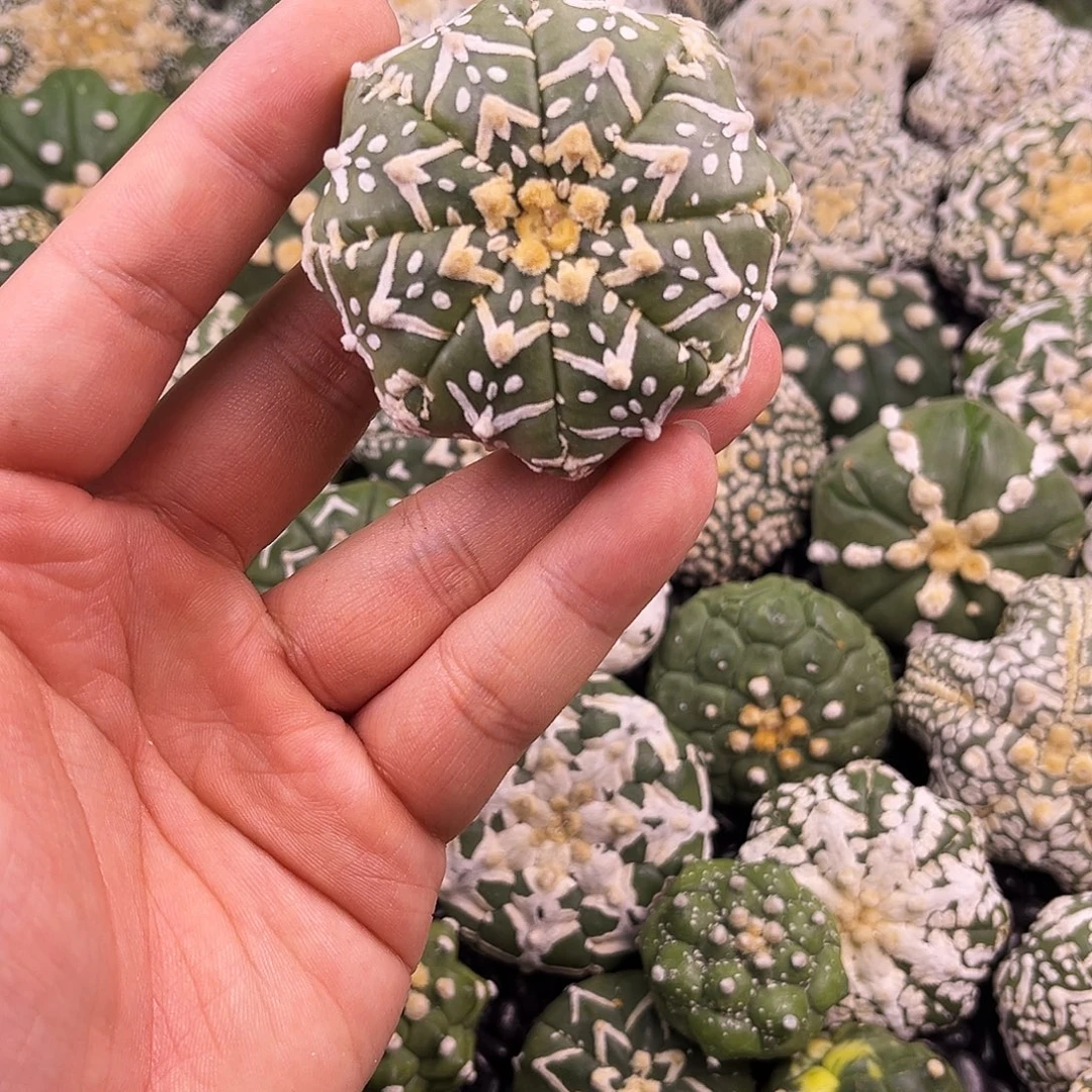 哈哈哈哈哈哈哈哈ｖ兜兜