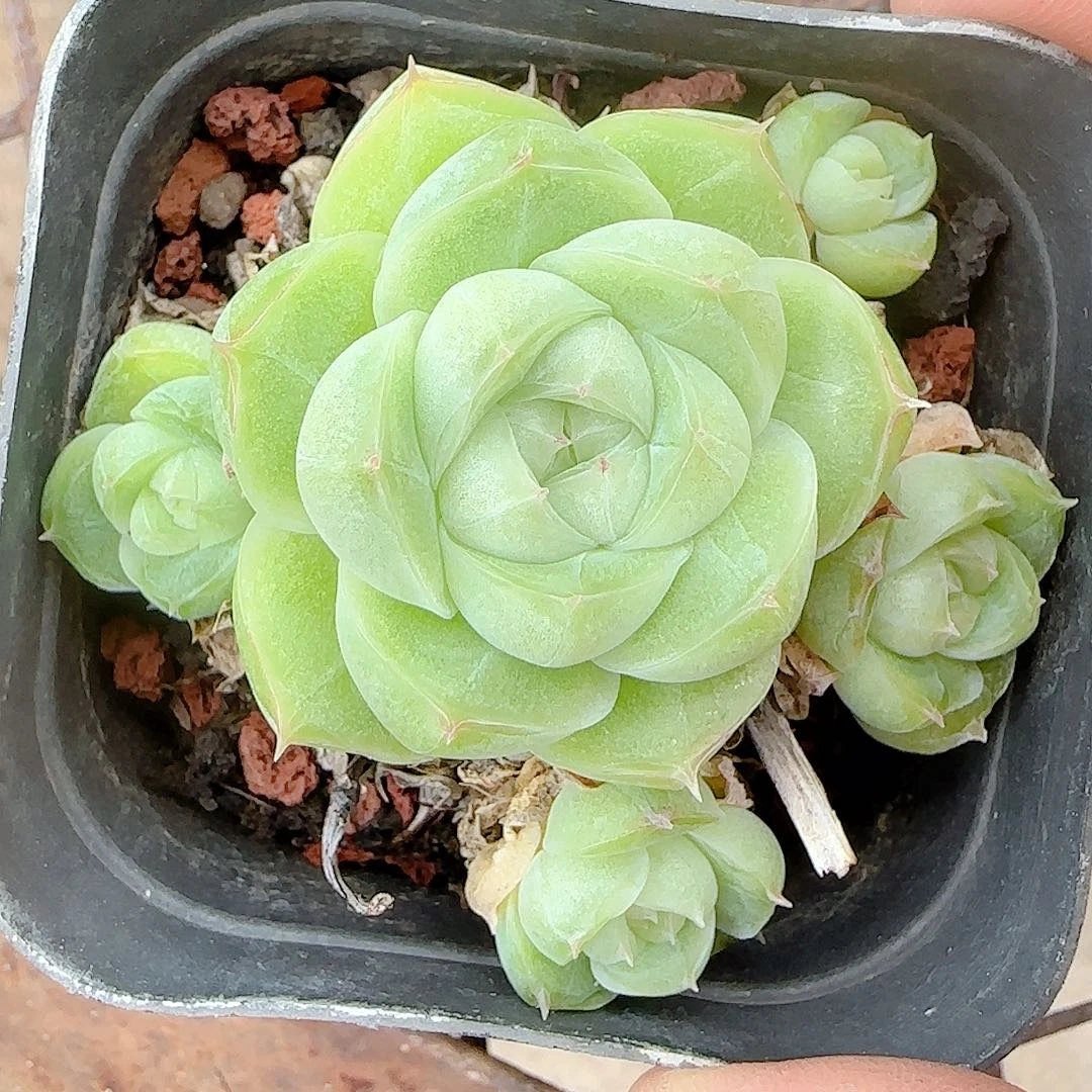 叶***真【闪购商品】1007-42散的