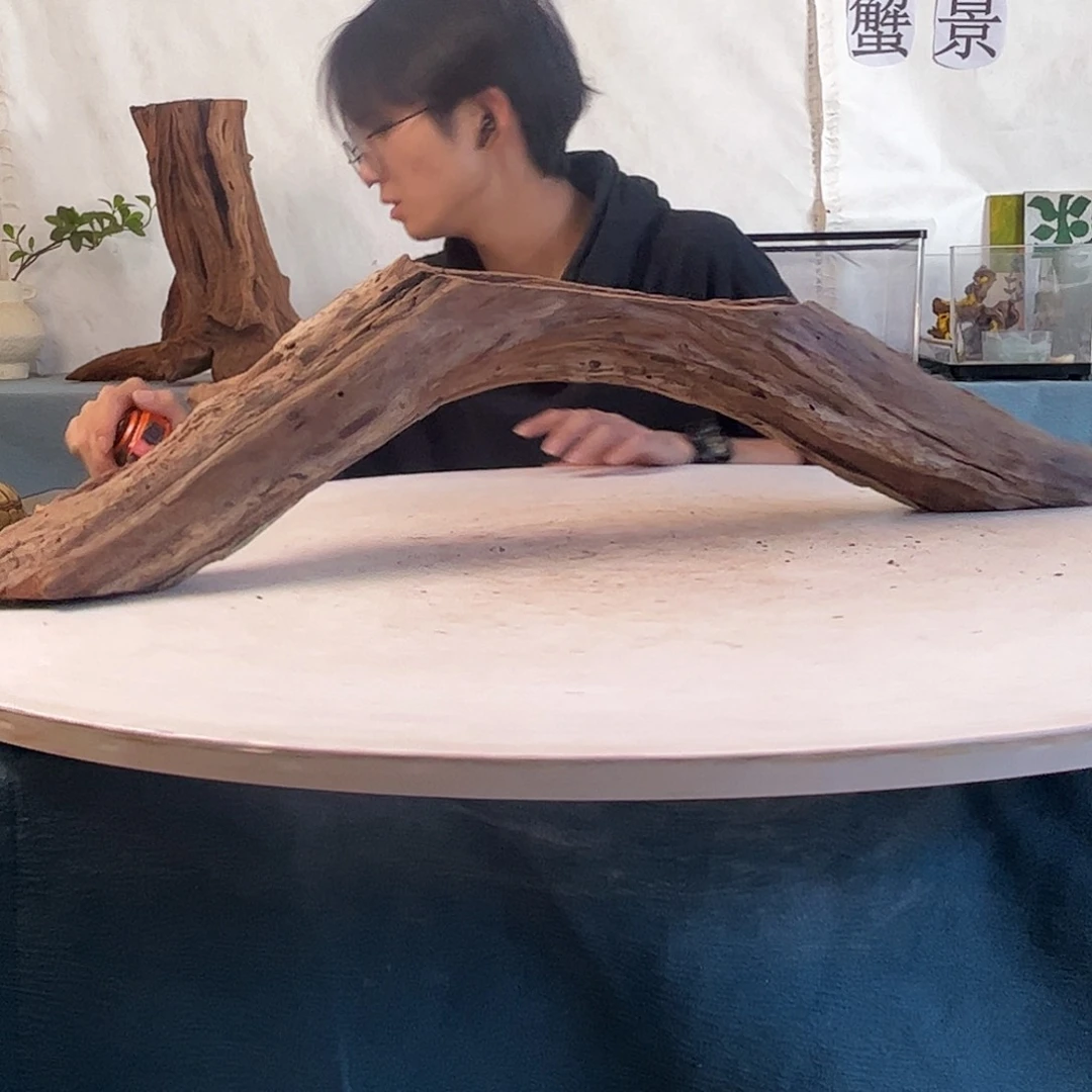 沉木造景寄居蟹造景