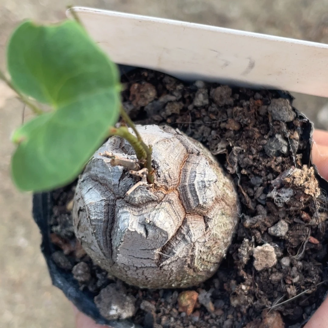 盆栽，龟甲龙3.6公分，深裂