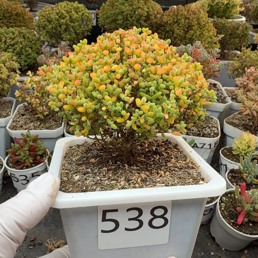 538蜜橘糖球枝干一物一拍