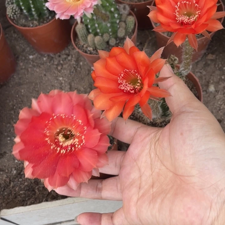 。***袁实生彩草两颗脱土发