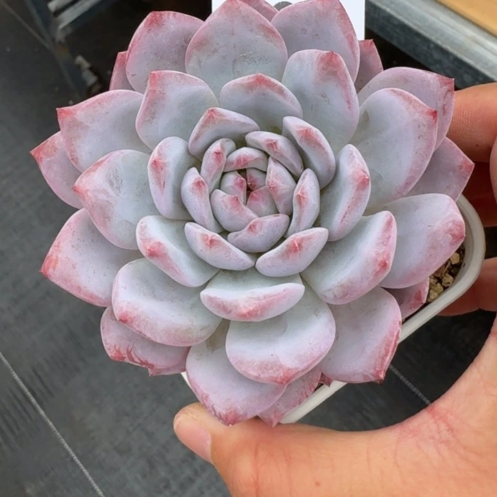 星星橙  开播福利多肉植物