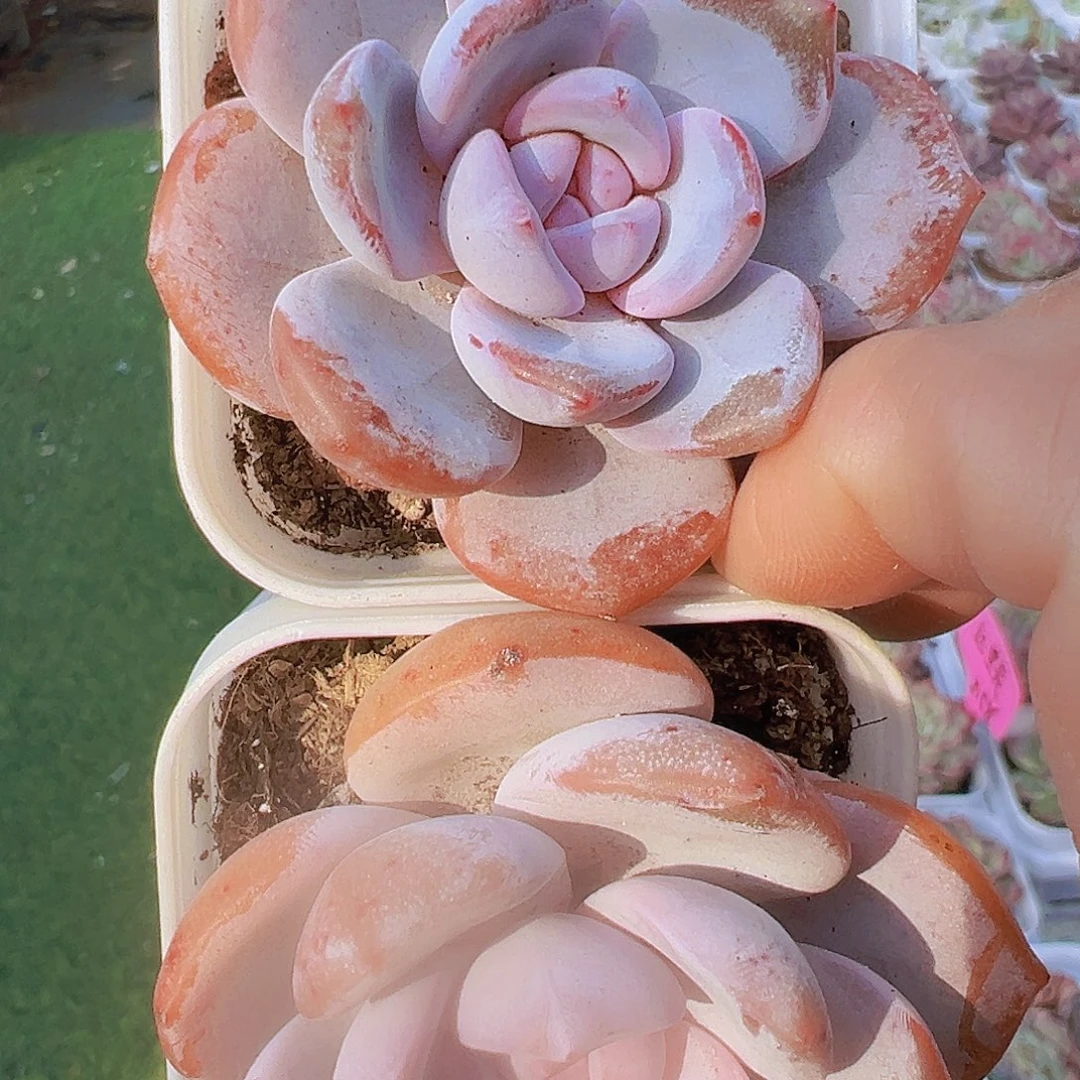 韩版奶茶2盆19包邮多肉