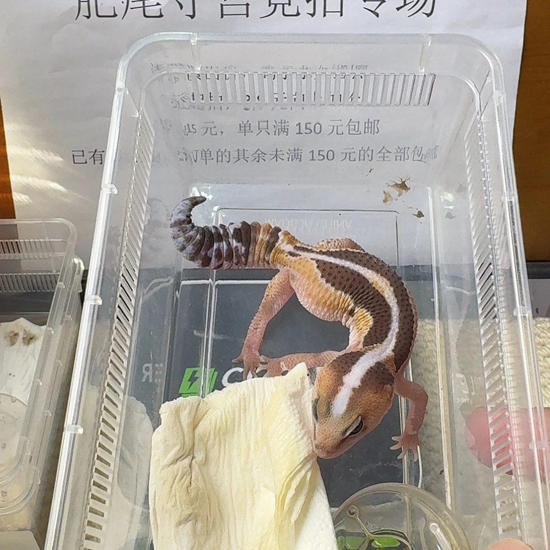 肥尾守宫直线祖鲁 妹妹