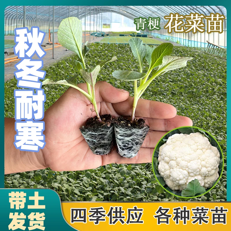 有机青梗松花菜苗四季可种适合阳台庭院种植