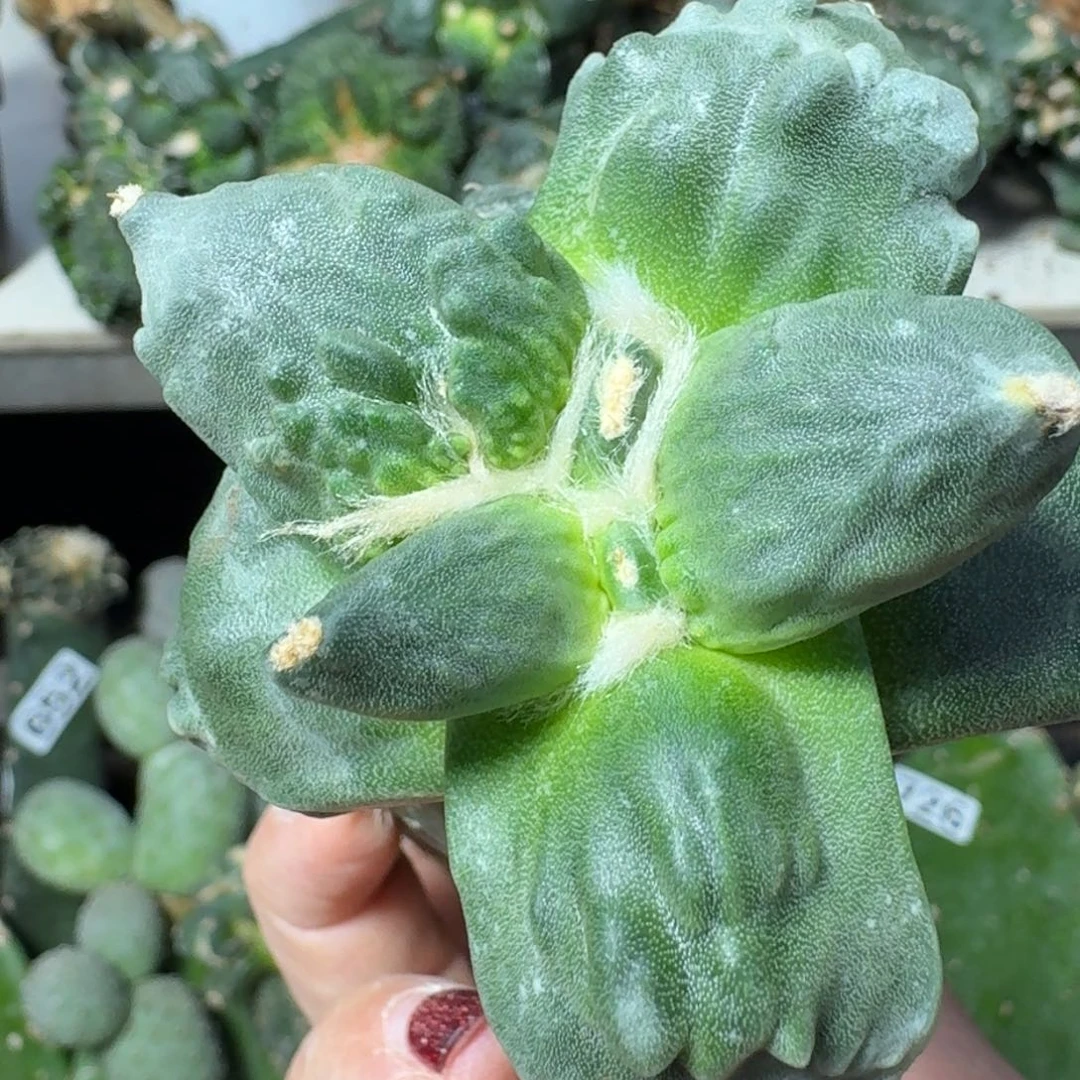 【闪购商品】无花朵水**恋精品涛738