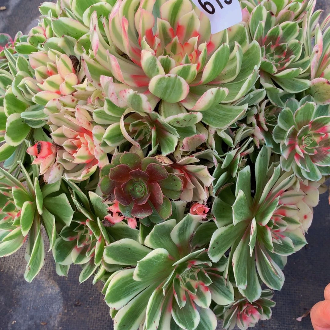 王***明法师多肉植物615玉芙蓉