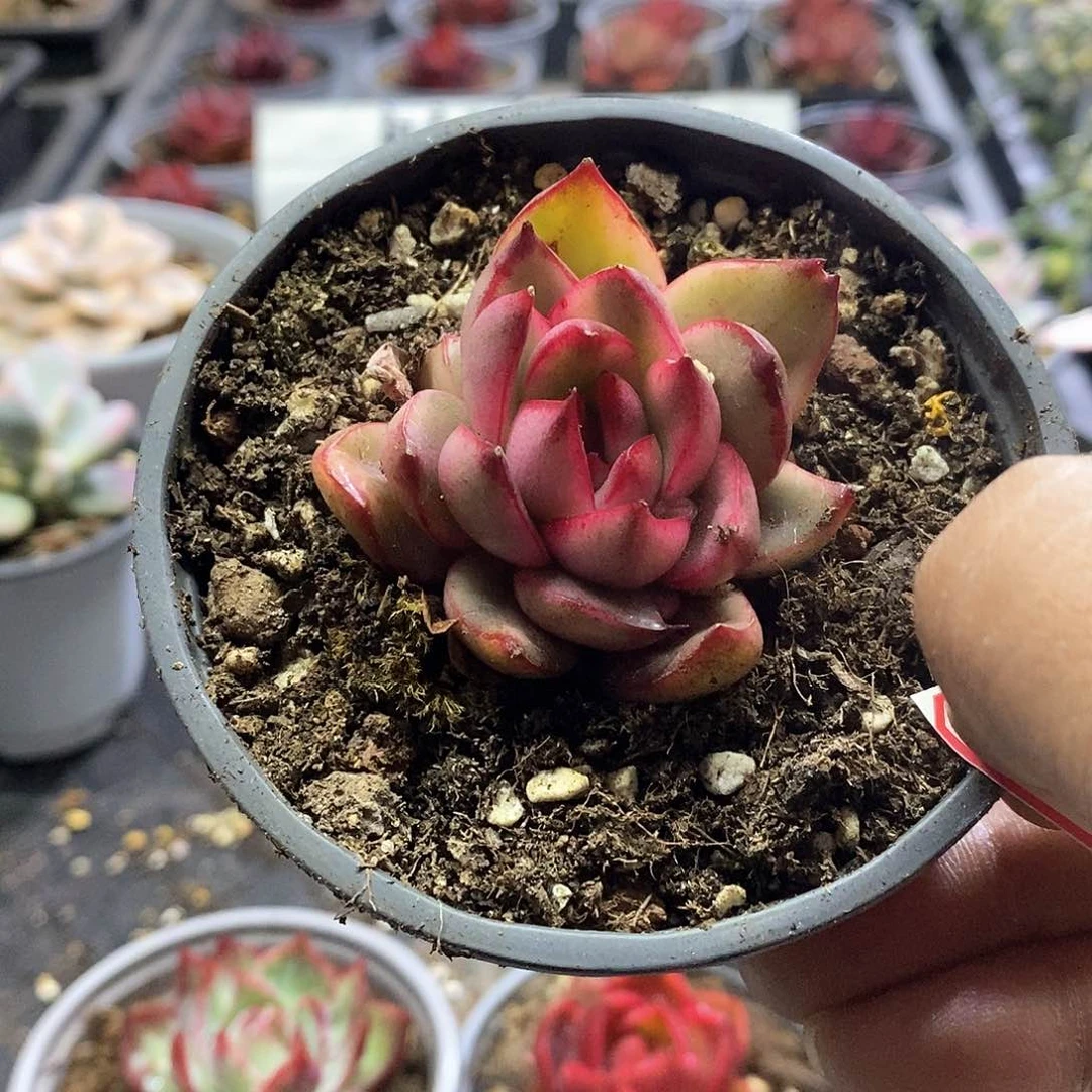 1306漂亮玛丽亚锦