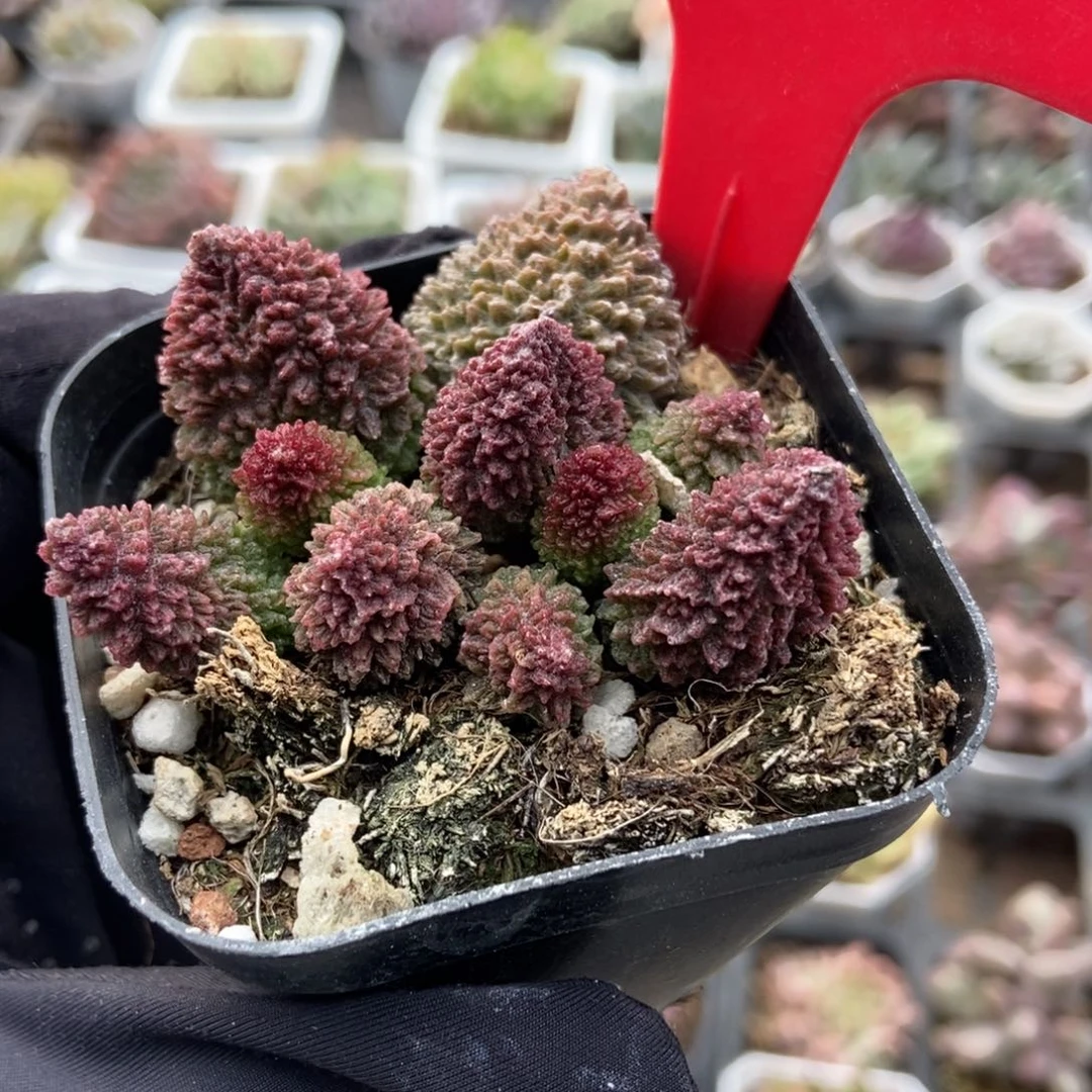 810朱子玉多肉植物