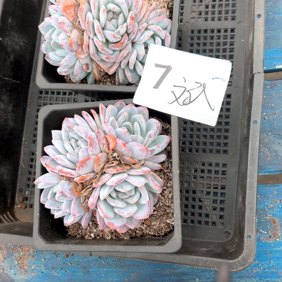 斌7-）感谢工程好吃
