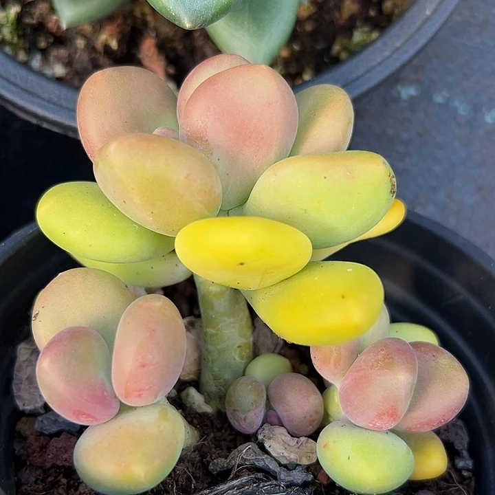 芒果杂系列美人一物一拍