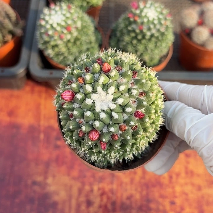 ?****ഒ雪糕仙人球仙人球123