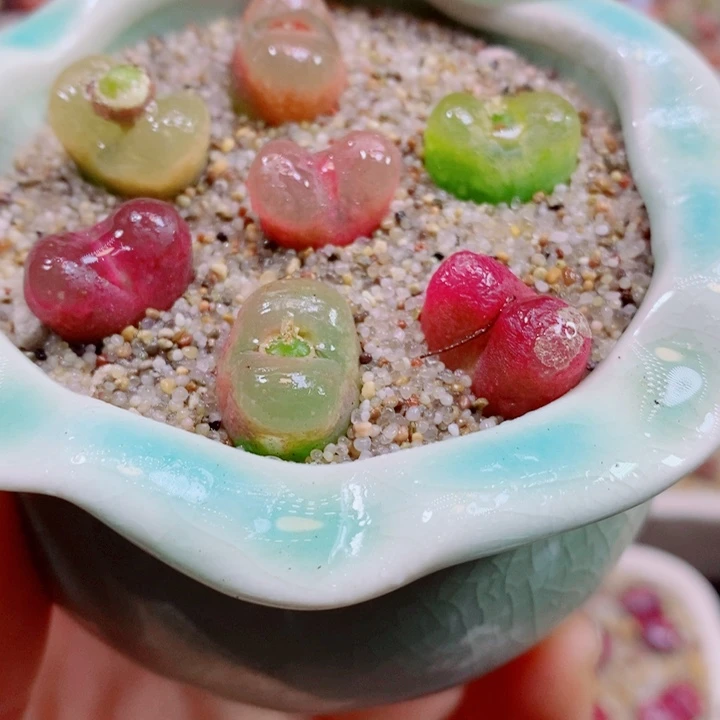 生石花花红红火火182