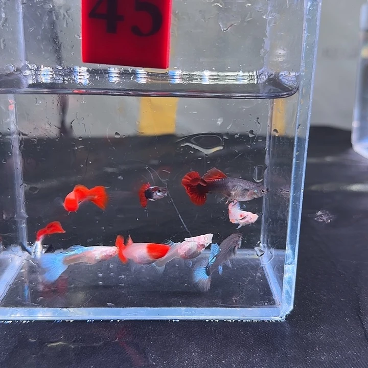 孔雀鱼45号，10条