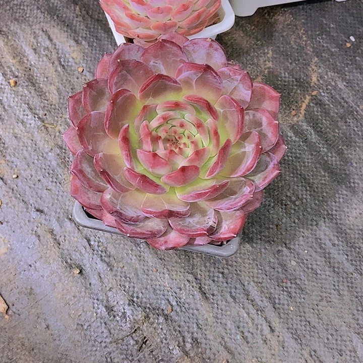 蓝***星多肉植物丈单头多肉