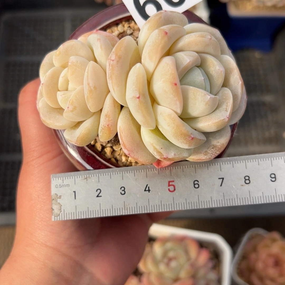 佳*玲409 多肉植物组合盆栽