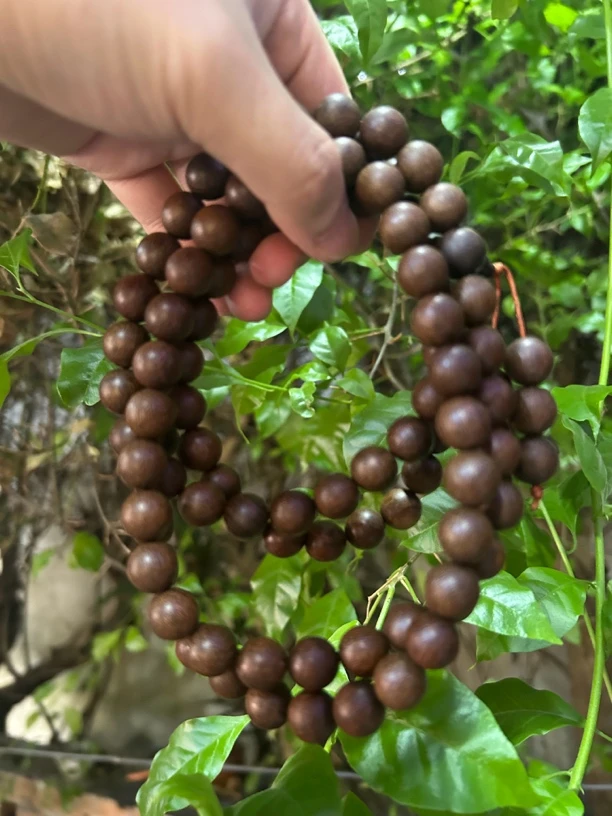 【土特产菇138】净含量110g