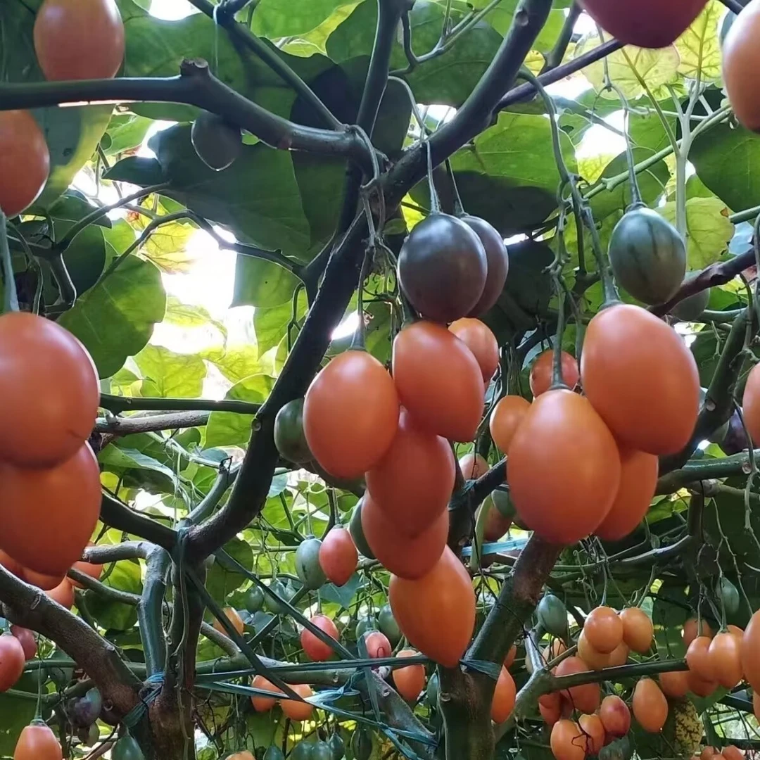 云南特产大树番茄苗子四季可种绿植盆栽现货现发