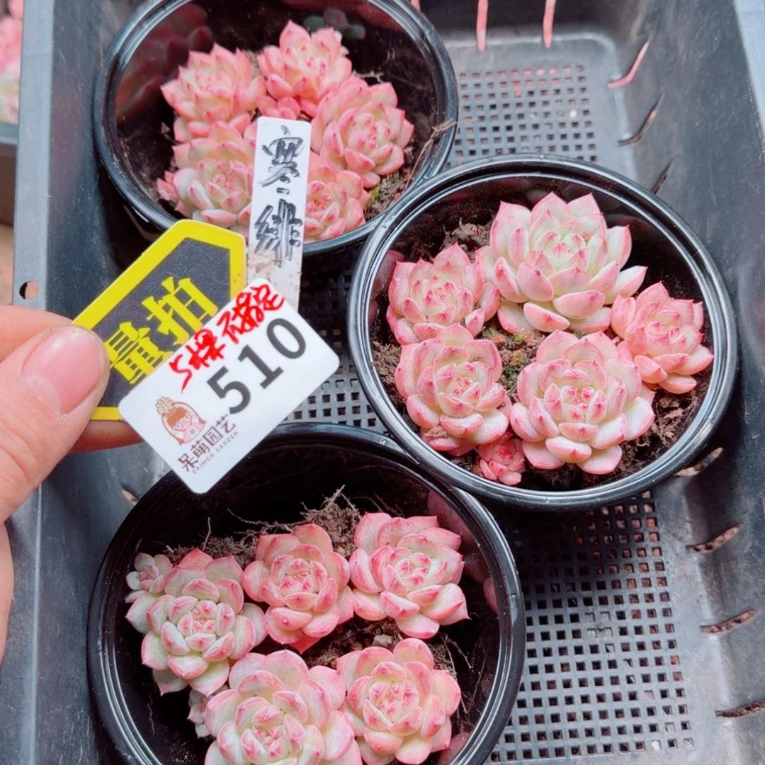 多肉植物多肉植物