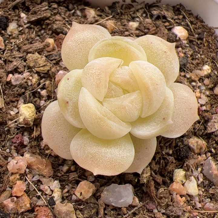 一物一拍精品糖心，尺寸不大介意勿拍