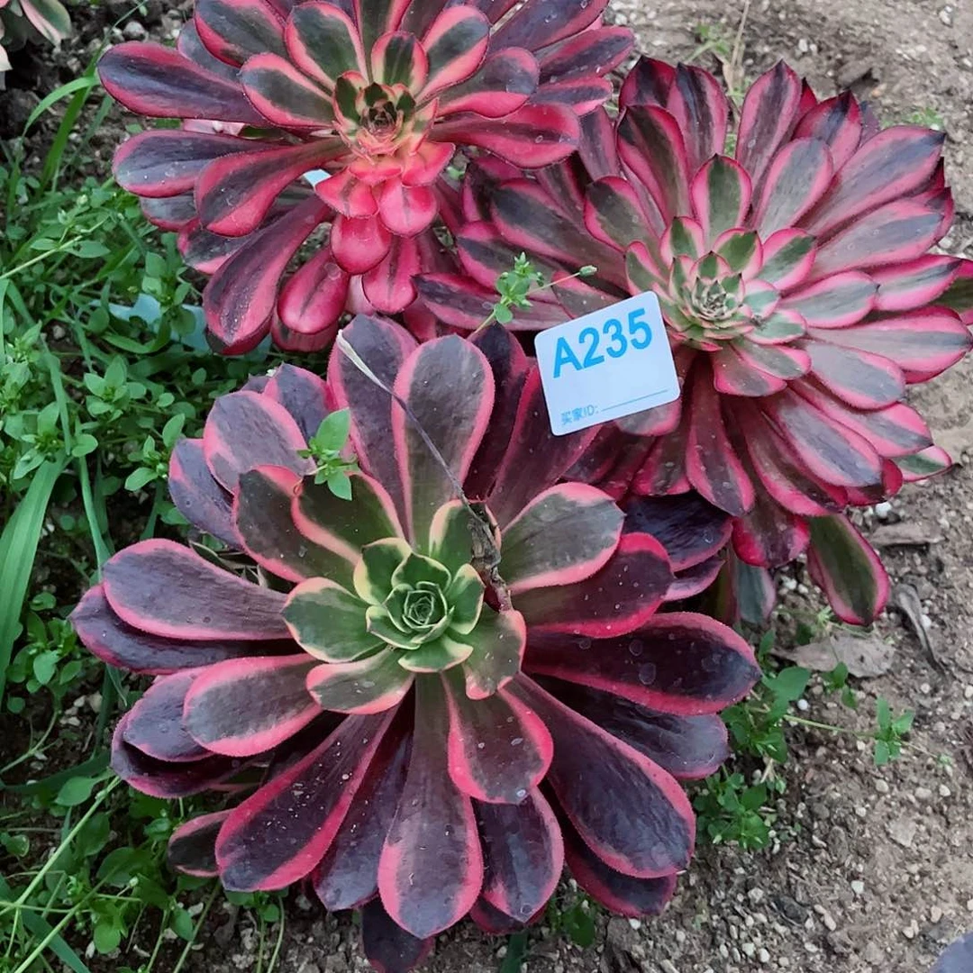 伊*儿多肉植物组合235多肉