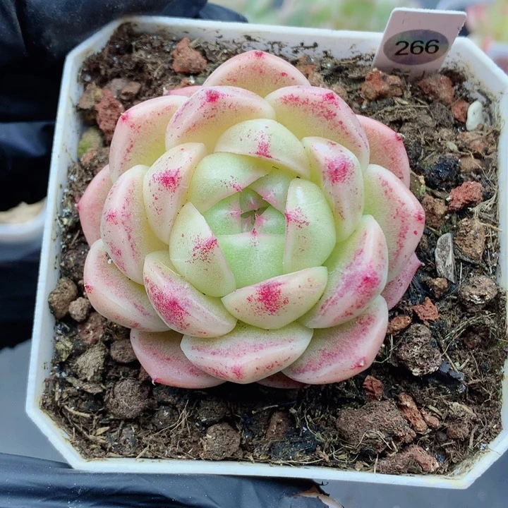 麦秆58包邮  群生不包整266