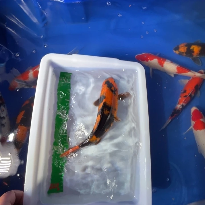锦鲤锦鲤红白三年色