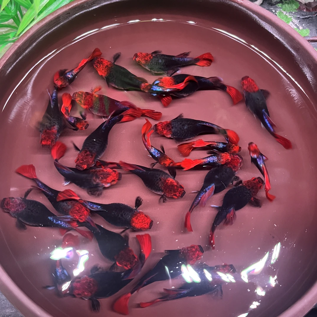 纯短身深海蓝贵族孔雀鱼小型淡水热带观赏鱼好养耐活可繁殖