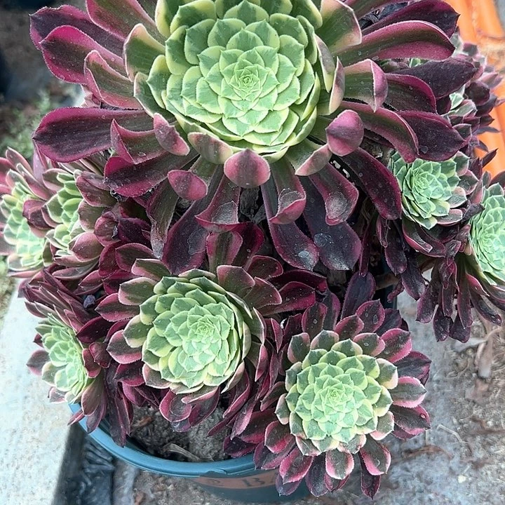0799朝霞多肉植物
