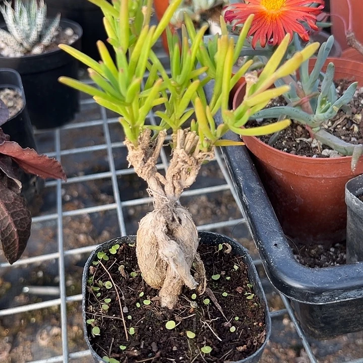 冰花块根，一物一拍，带盆