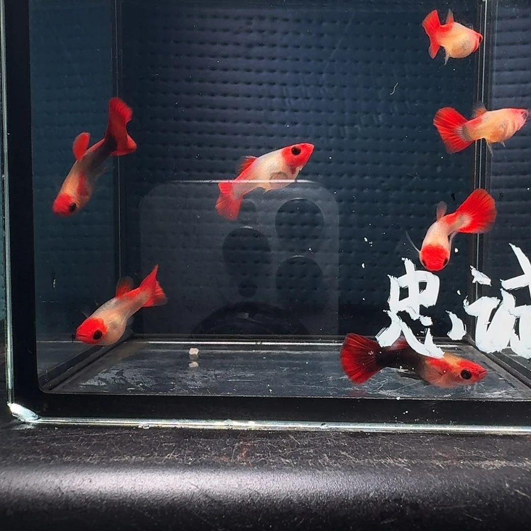 忠***诚孔雀鱼红头玻璃猫一缸8条