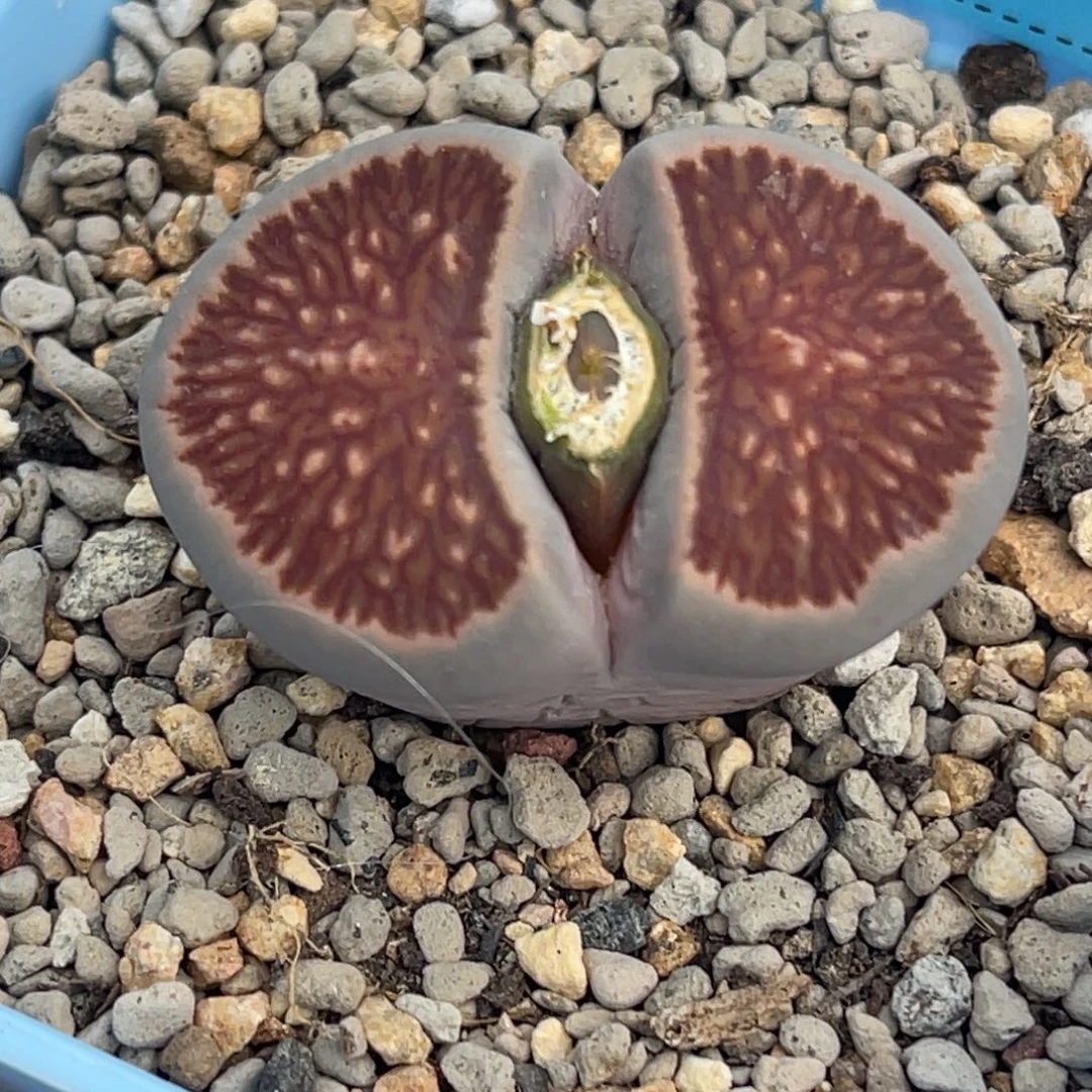 7487莲花红窗菊一颗3.5