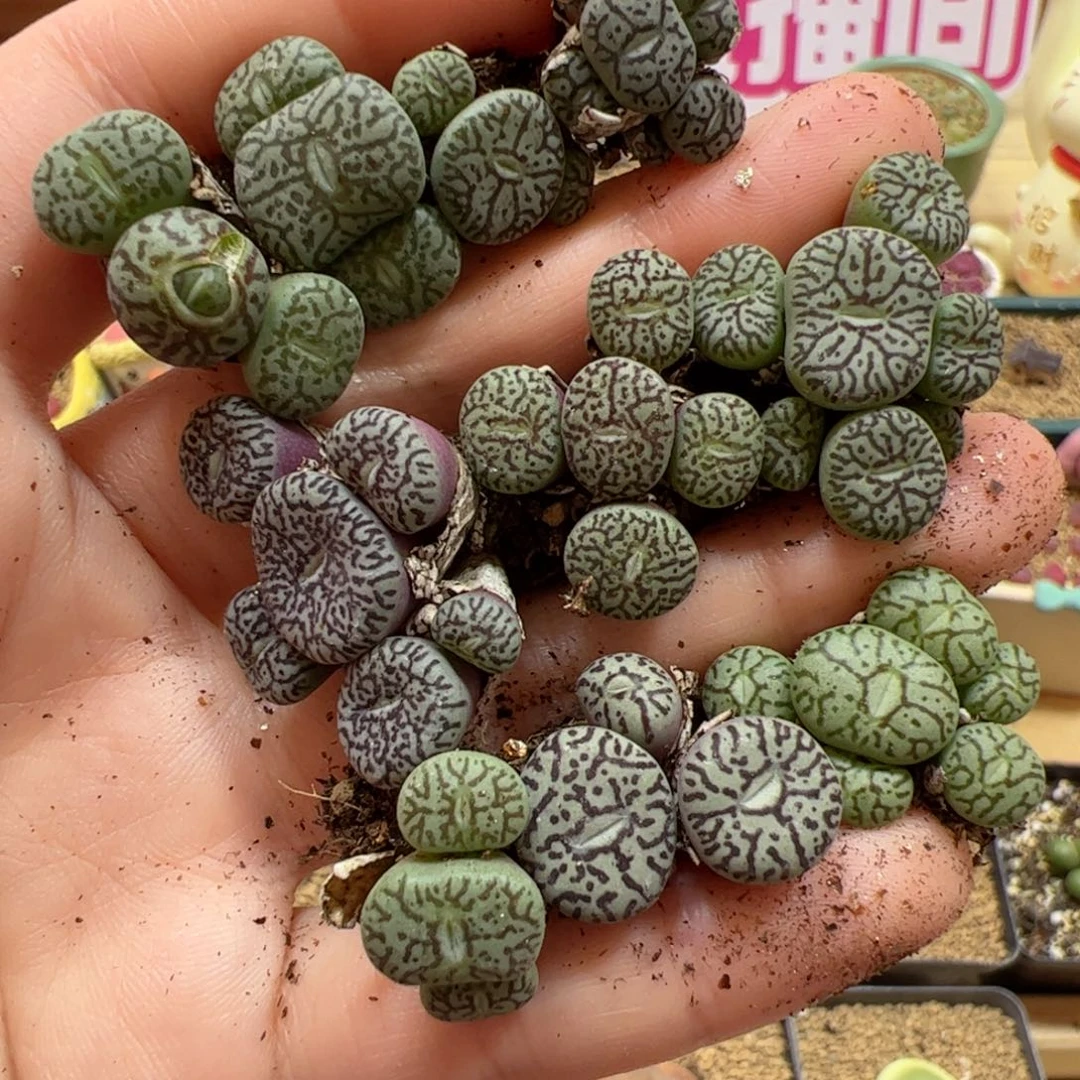 【闪购商品】329年终清盒