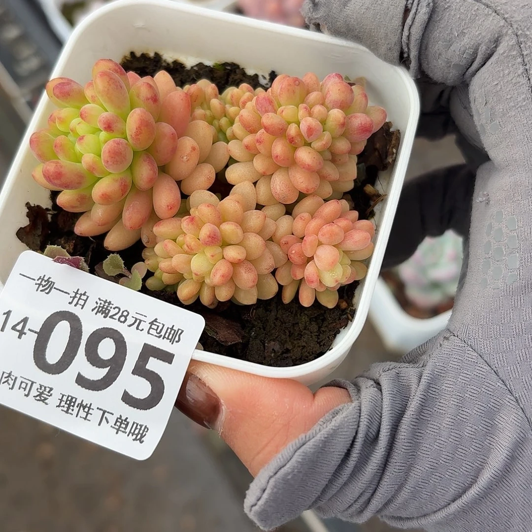 香格里拉缀无盆土发货无