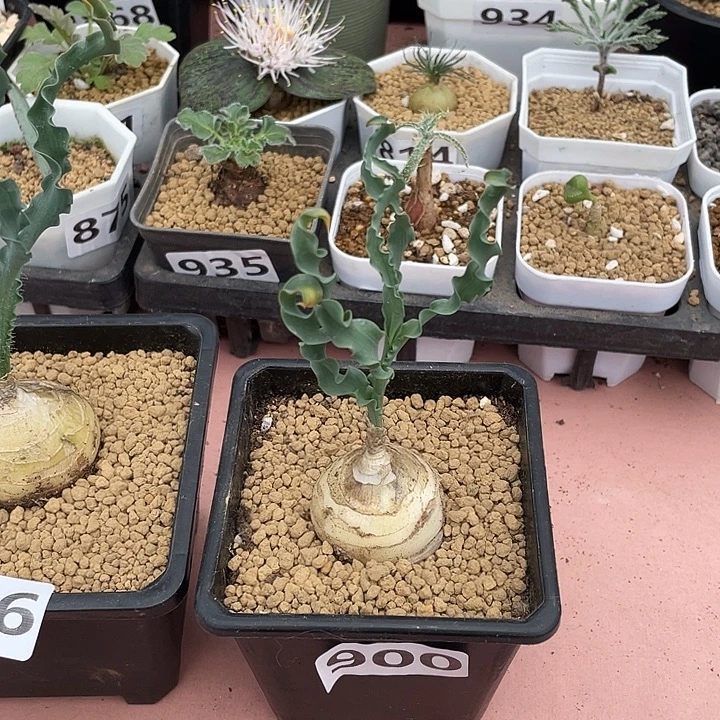 900产地D属宽叶弹簧草