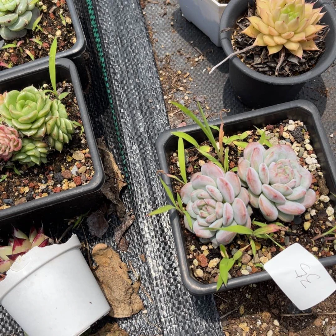 雨*0035星影多肉