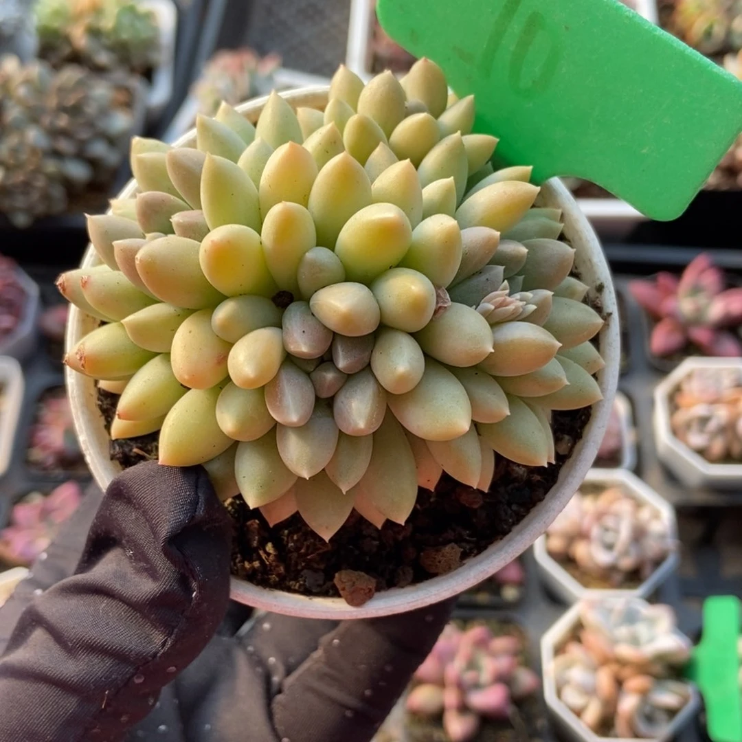 10牛奶糖多肉植物保护