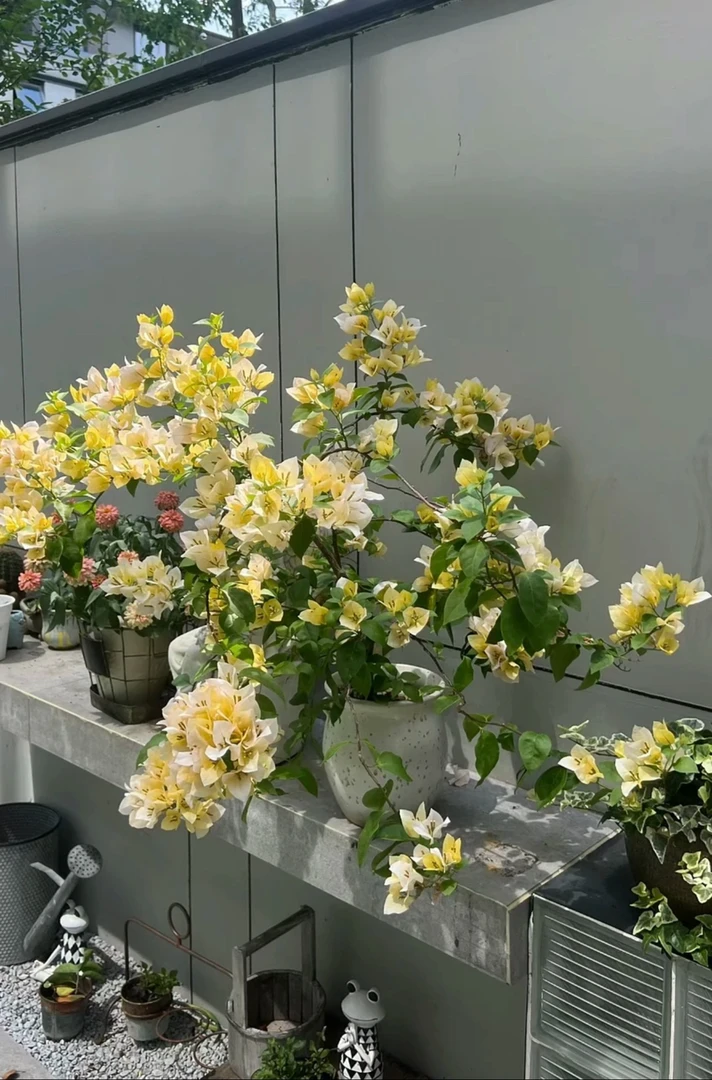 苏瓦娜·三角梅稀有品种苗奶黄色淡色系勤花爬藤阳台庭院