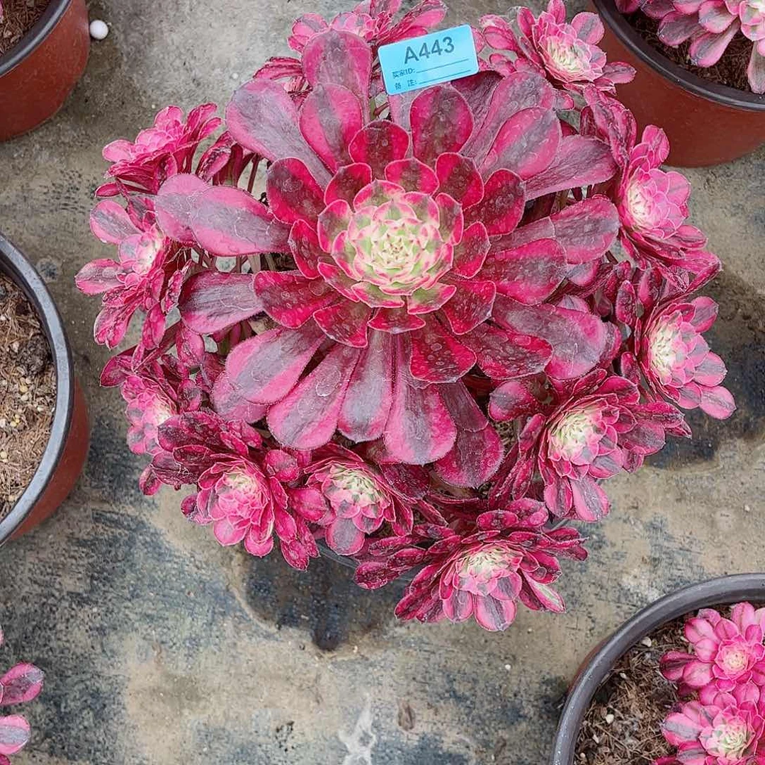 多肉植物红同443
