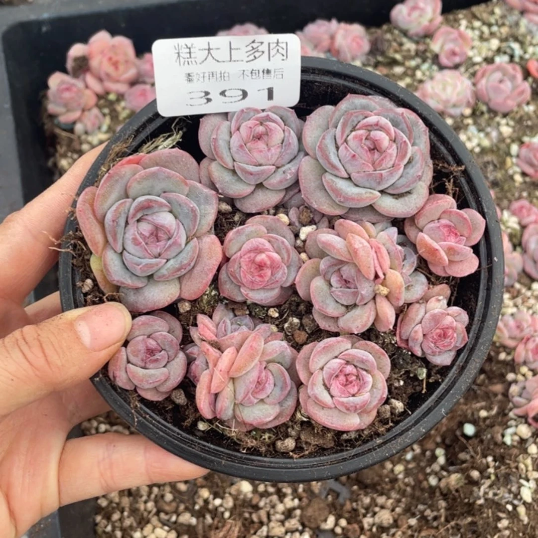 糕大上多肉植物391