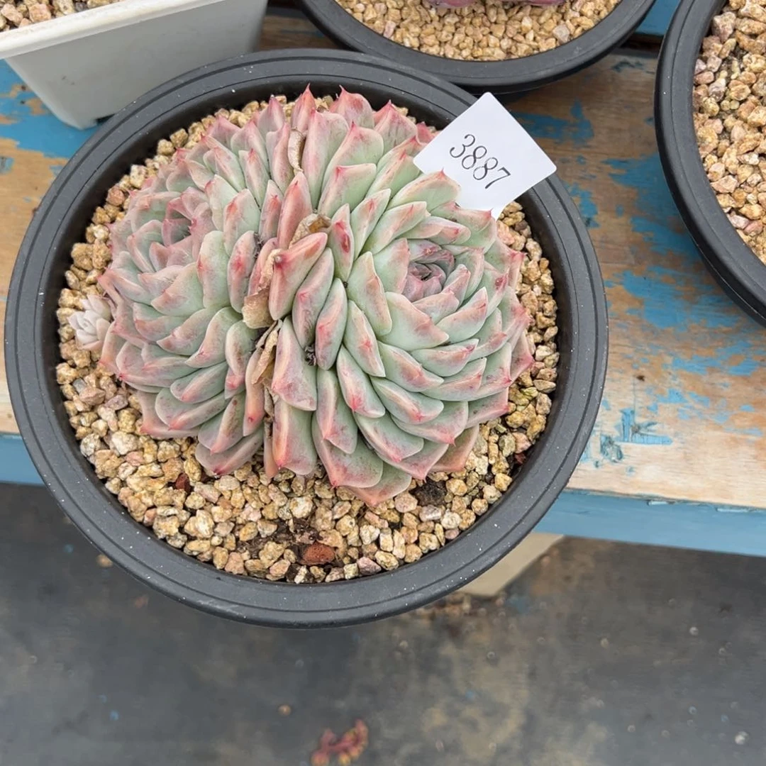 植*学3887多肉多多多多多多多