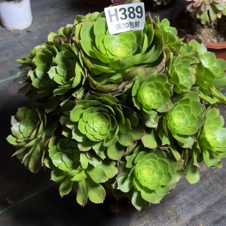 瑞妈多肉植物389