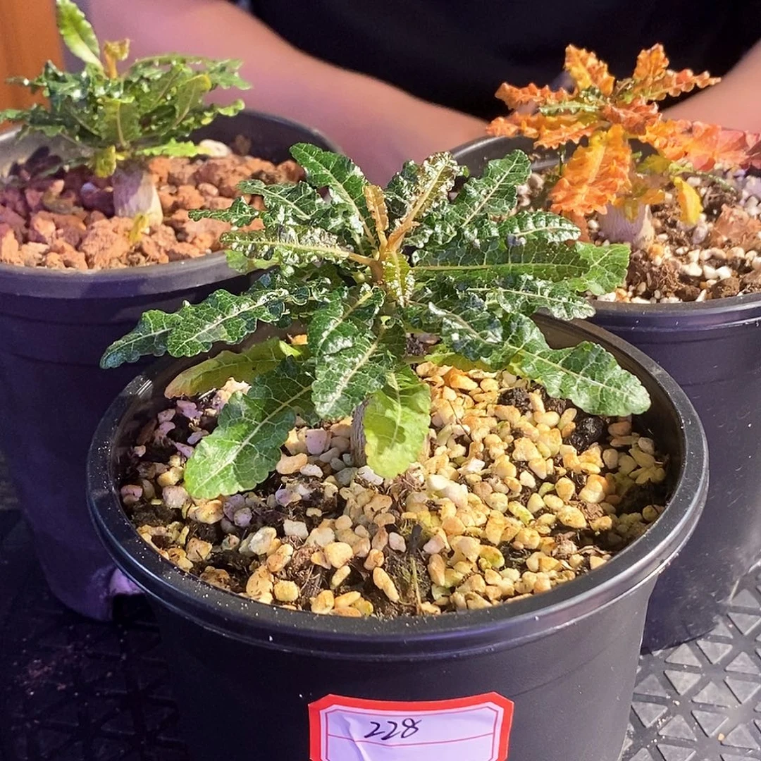 娜娜乳香实生带盆