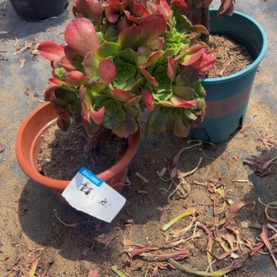 宝****】加州香炉盘缀/童真