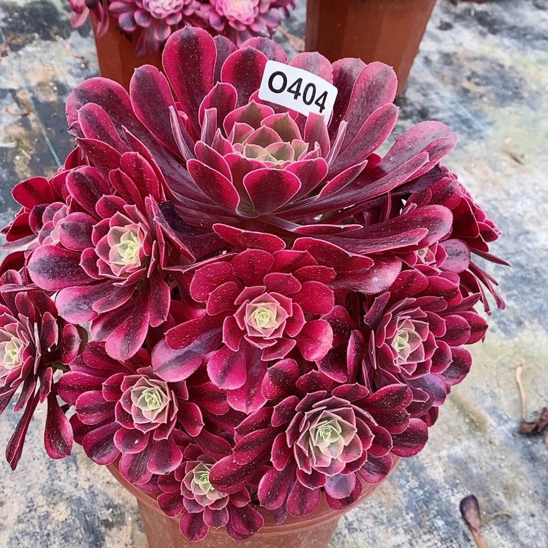 404美杜莎55555555555