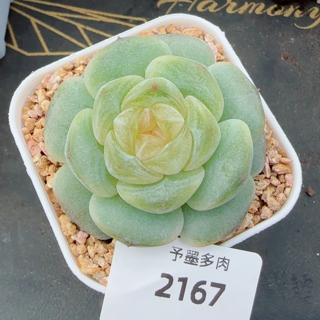 奶油黄桃，2167多肉植物